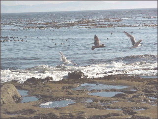 image of a flock of birds leaving their seaweed bed on the surface of the ocean