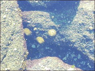 images of sea life in the tidal pools at Botenay Bay