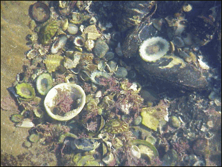 image of shells in a small pool left behind when the tide went out