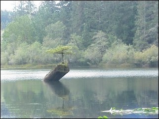 Fairy Lake BC image of tree in lake