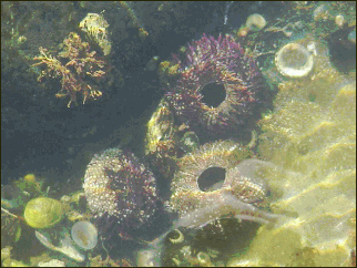 sea urchins in a tidal pool at Botanical Beach, Vancouver Island